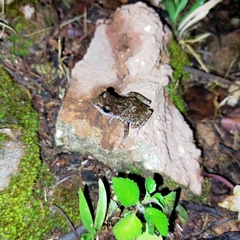 Eleutherodactylus interorbitalis