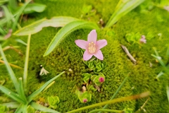 Lysimachia buxifolia