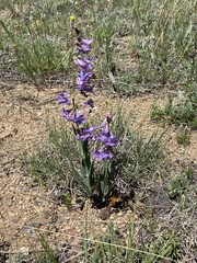 Penstemon secundiflorus