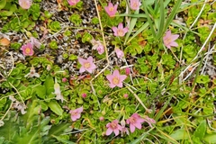 Lysimachia buxifolia