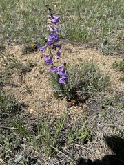 Penstemon secundiflorus