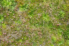 Lysimachia buxifolia