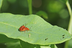 Tricholochmaea cavicollis
