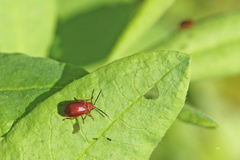 Tricholochmaea cavicollis