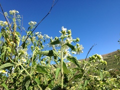 Montanoa leucantha