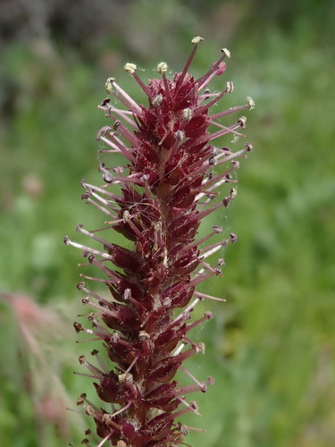 Image of Veronica rubra by (c) Nolan Exe, some rights reserved (CC BY)