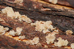 Marasmiellus affixus