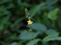 Agrimonia bracteata