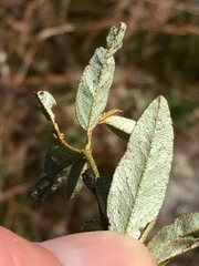 Croton willdenowii