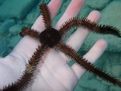 Ophiocoma echinata