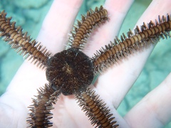 Ophiocoma echinata