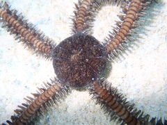 Ophiocoma echinata
