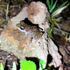 Eleutherodactylus interorbitalis