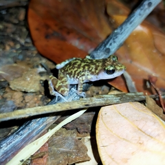 Eleutherodactylus interorbitalis