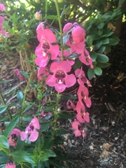 Angelonia angustifolia