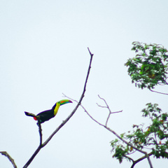 Ramphastos sulfuratus image