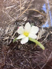 Zephyranthes concolor