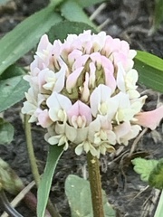 Trifolium hybridum