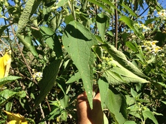 Montanoa leucantha