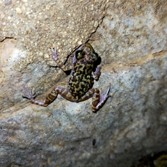 Eleutherodactylus interorbitalis