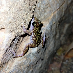 Eleutherodactylus interorbitalis