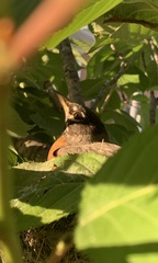 Turdus migratorius