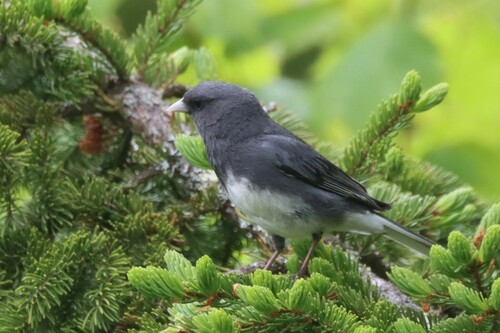 Dark-eyed Junco photographed in West Virginia