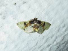 Compacta
