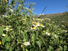 Montanoa leucantha