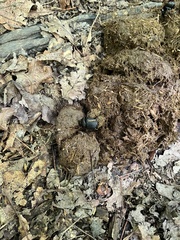 Onthophagus hecate