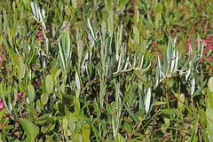 Andromeda polifolia glaucophylla