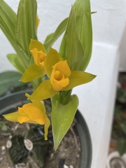 Lycaste