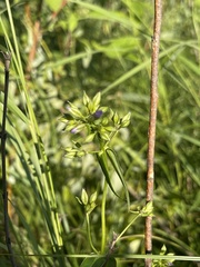 Phlox glaberrima interior