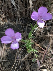 Clarkia dudleyana
