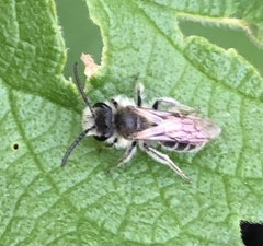 Andrena