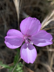 Clarkia dudleyana