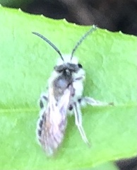 Andrena