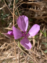 Clarkia dudleyana