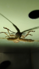 Onocephala aulica