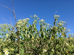 Montanoa leucantha