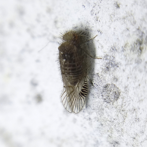 Neurostigma radiatum photographed in Bolivia
