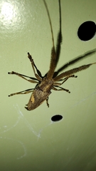 Onocephala aulica