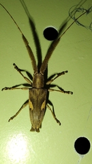 Onocephala aulica