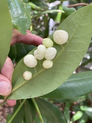 Exobasidium rhododendri