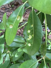 Exobasidium rhododendri