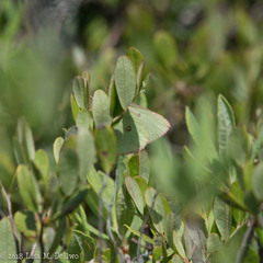 Colias interior image