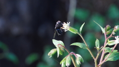 Copestylum mexicanum