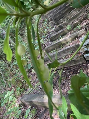 Exobasidium rhododendri