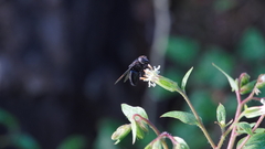 Copestylum mexicanum