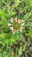 Collomia grandiflora